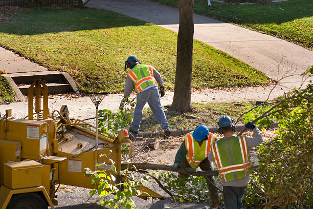 Why Choose Our Tree Removal Services in Ashaway, RI?